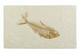 Detailed Fossil Fish (Diplomystus) - Wyoming #369492-1